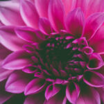 San Antonio Landscaping: Creating Multi-Level Gardens